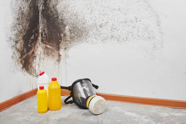 Professional Mold Removal in Sharon Center, OH