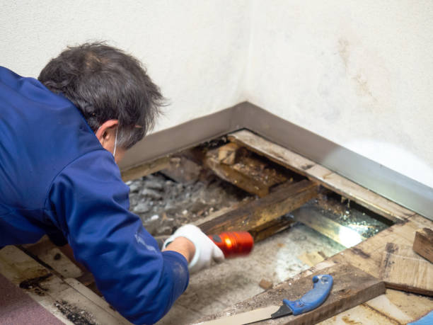 Best Local Mold Removal Service  in Sharon Center, OH