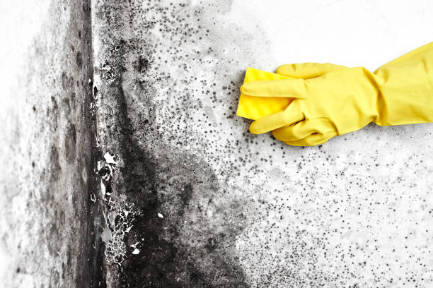 Best Office Mold Removal Services  in Sharon Center, OH
